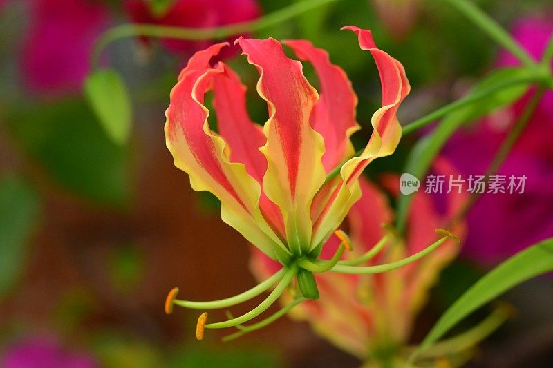 Gloriosa/火焰百合/攀缘百合/荣耀百合